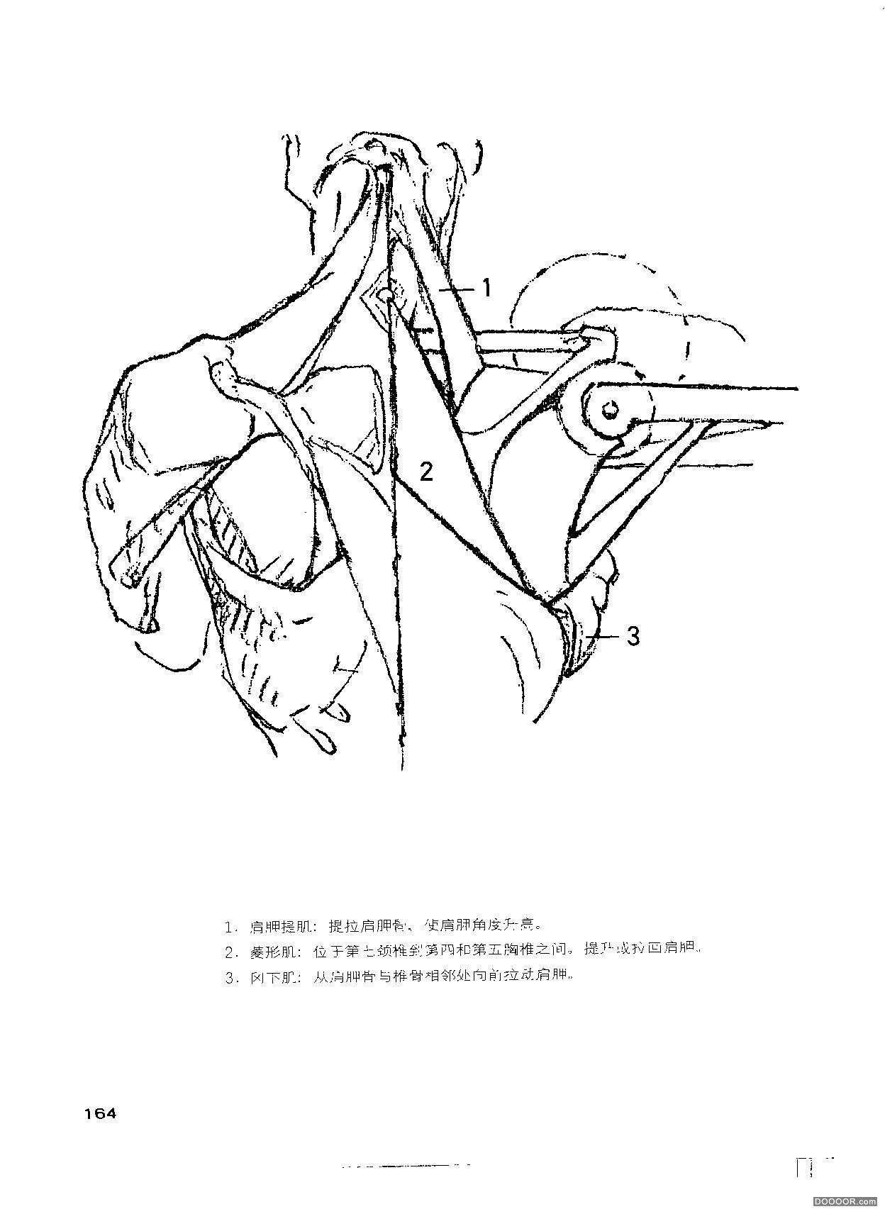 伯里曼人体结构绘画 (169).jpg