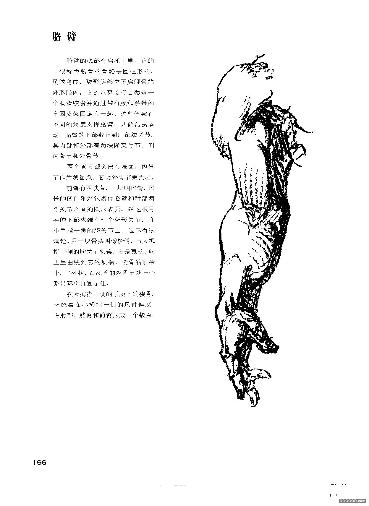 伯里曼人体结构绘画 (171).jpg