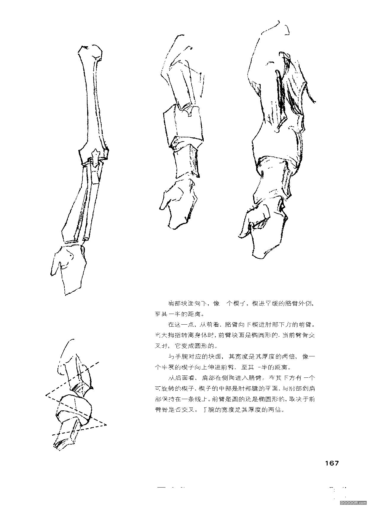 伯里曼人体结构绘画 (172).jpg