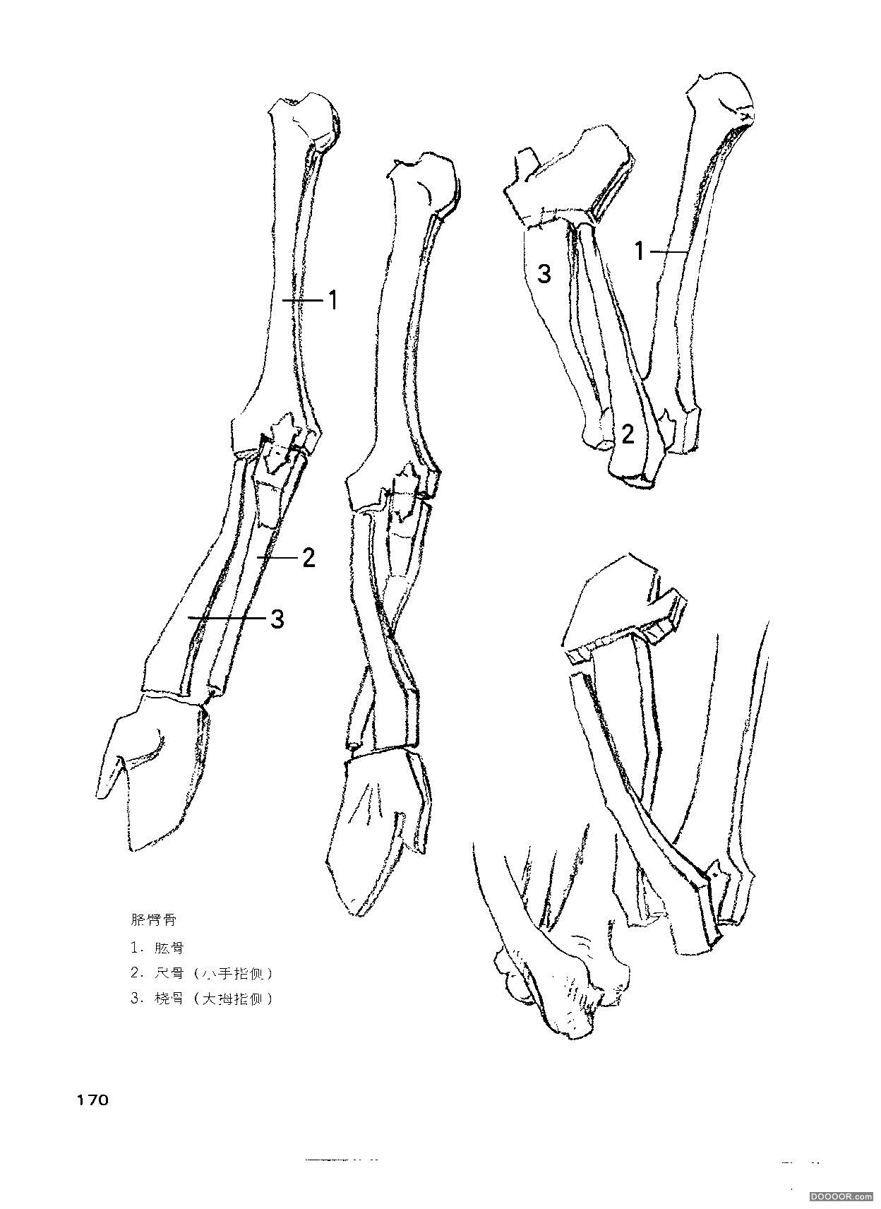 伯里曼人体结构绘画 (175).jpg