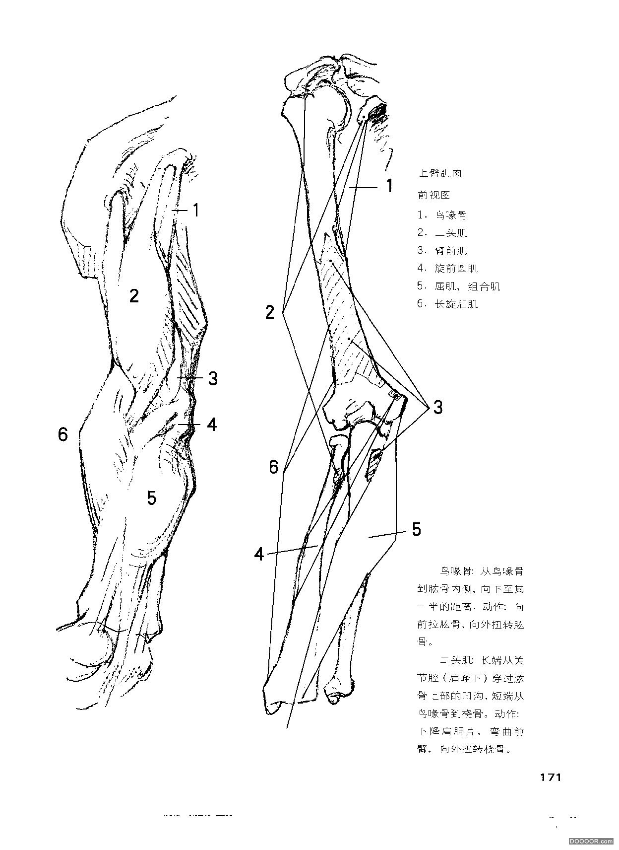 伯里曼人体结构绘画 (176).jpg