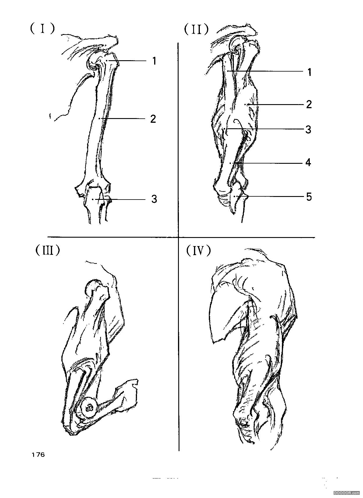 伯里曼人体结构绘画 (181).jpg