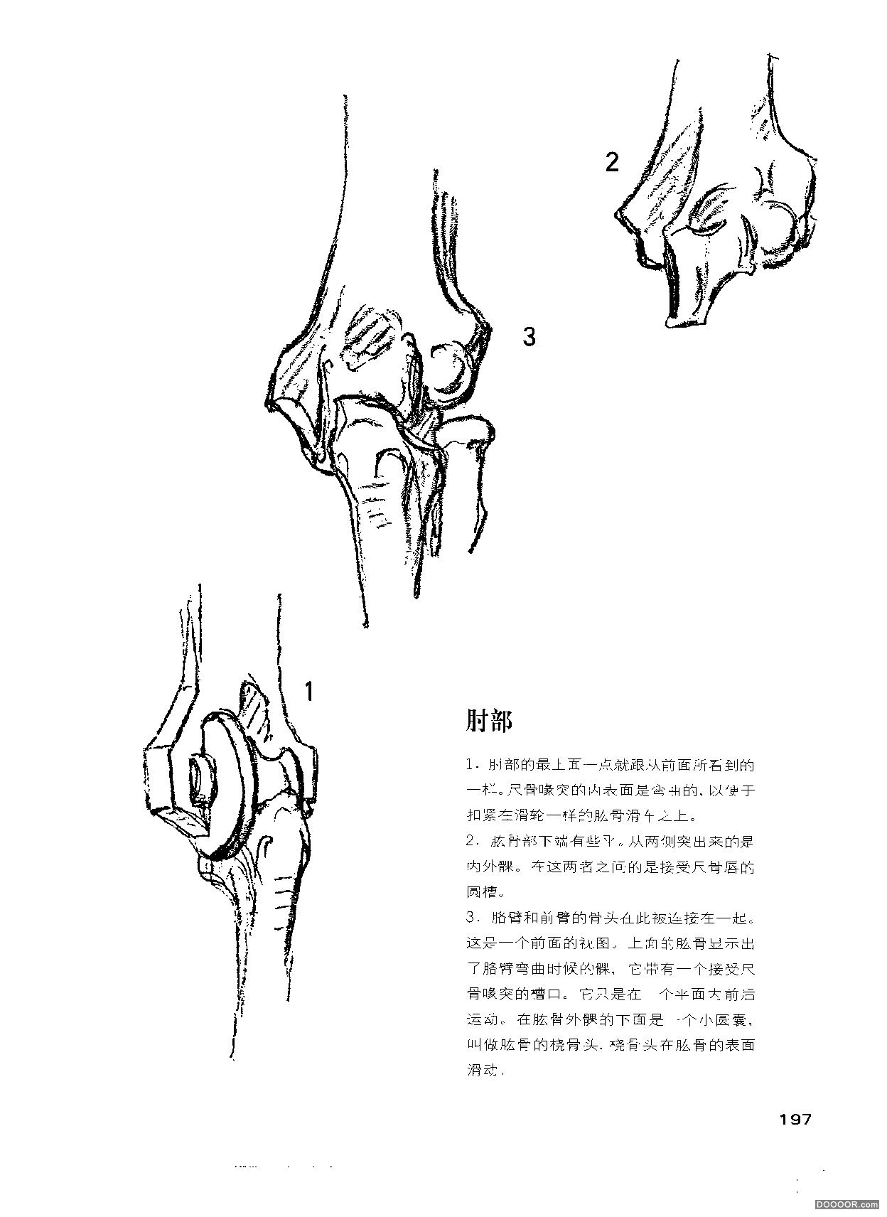 伯里曼人体结构绘画 (202).jpg