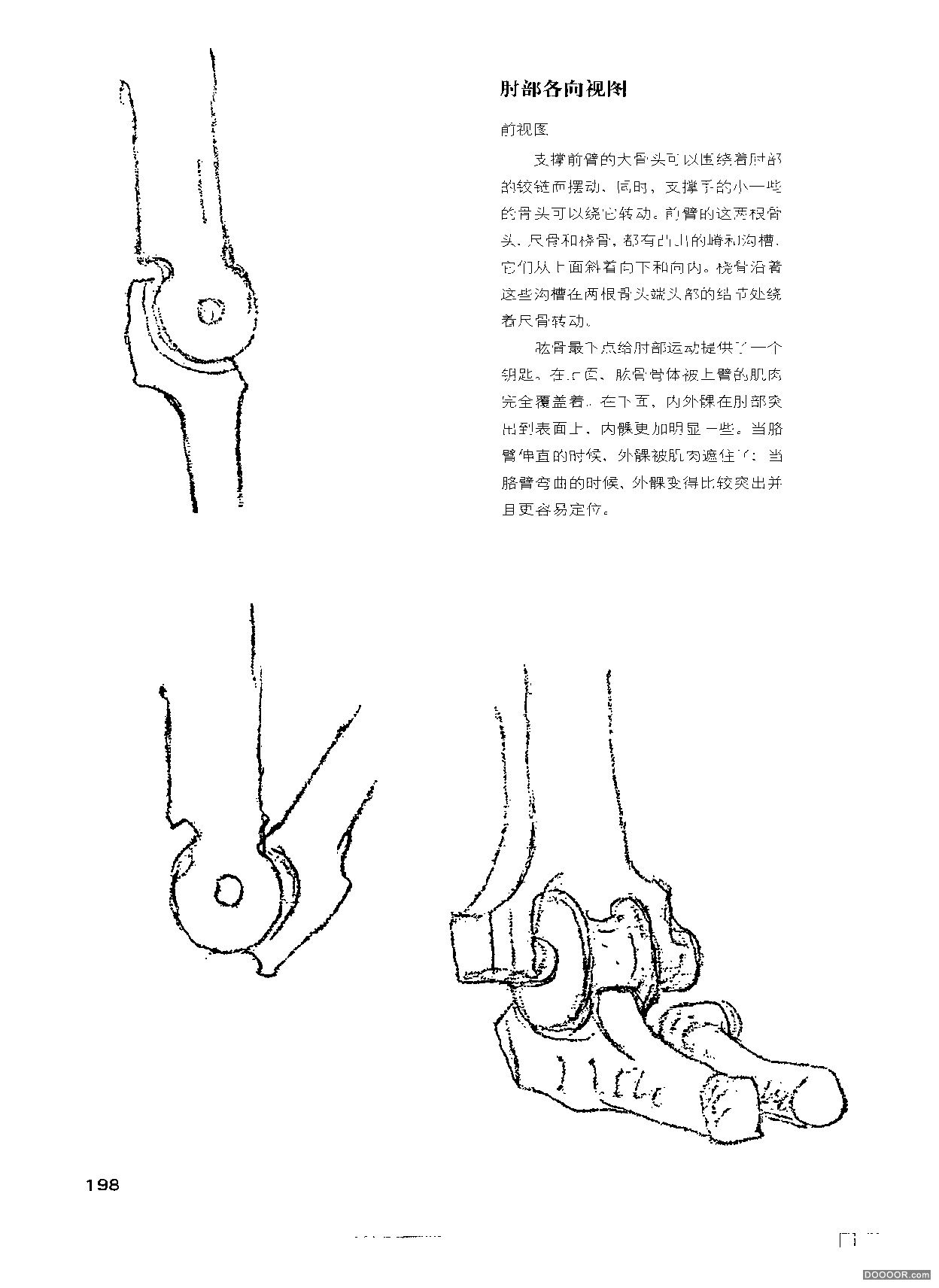 伯里曼人体结构绘画 (203).jpg