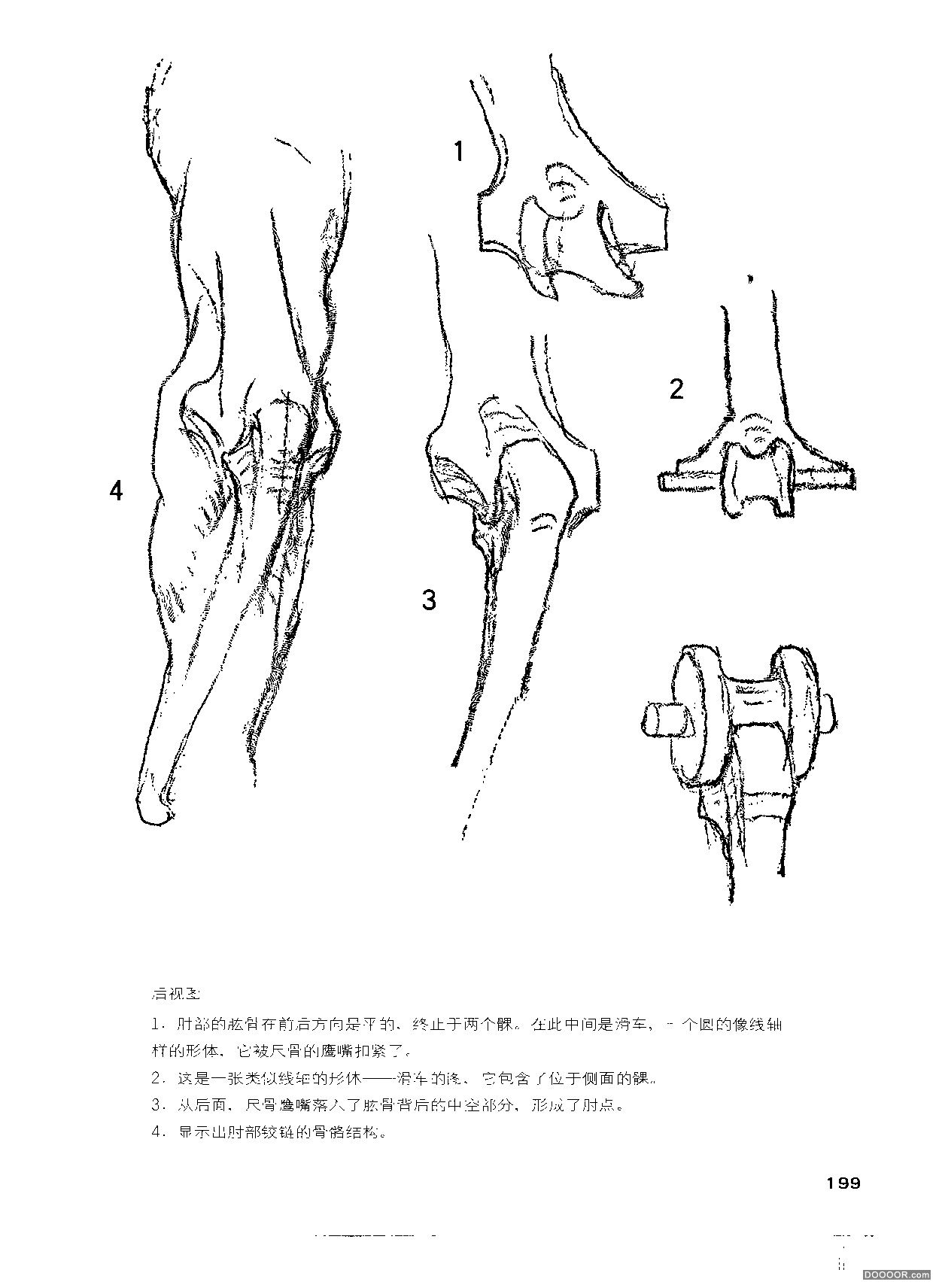 伯里曼人体结构绘画 (204).jpg