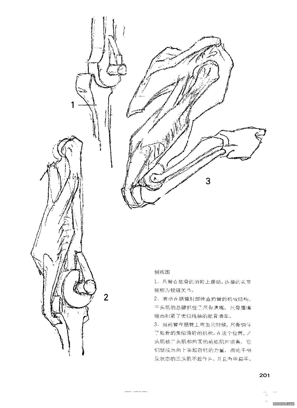 伯里曼人体结构绘画 (206).jpg