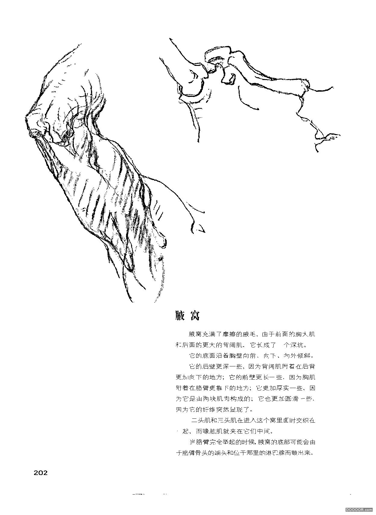 伯里曼人体结构绘画 (207).jpg