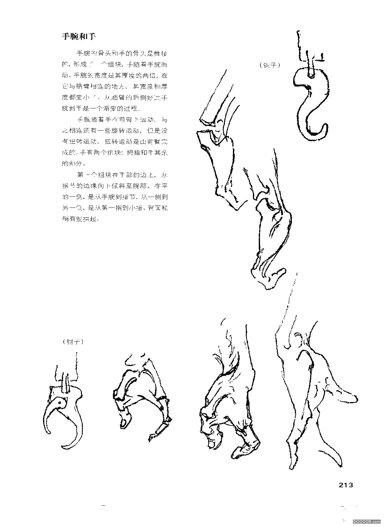 伯里曼人体结构绘画 (217).jpg
