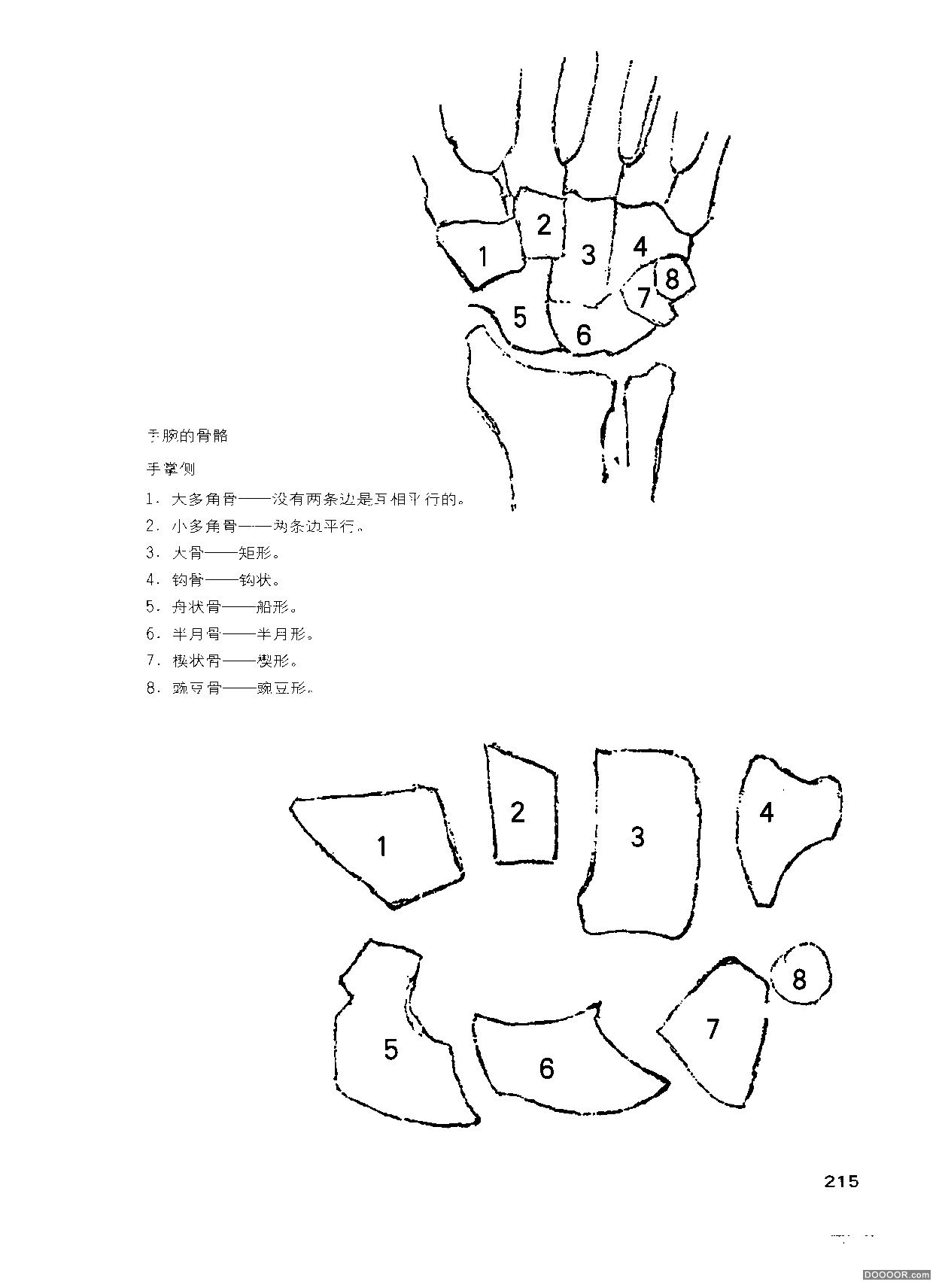 伯里曼人体结构绘画 (219).jpg
