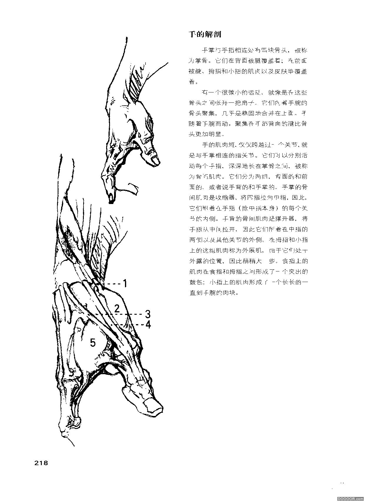 伯里曼人体结构绘画 (222).jpg
