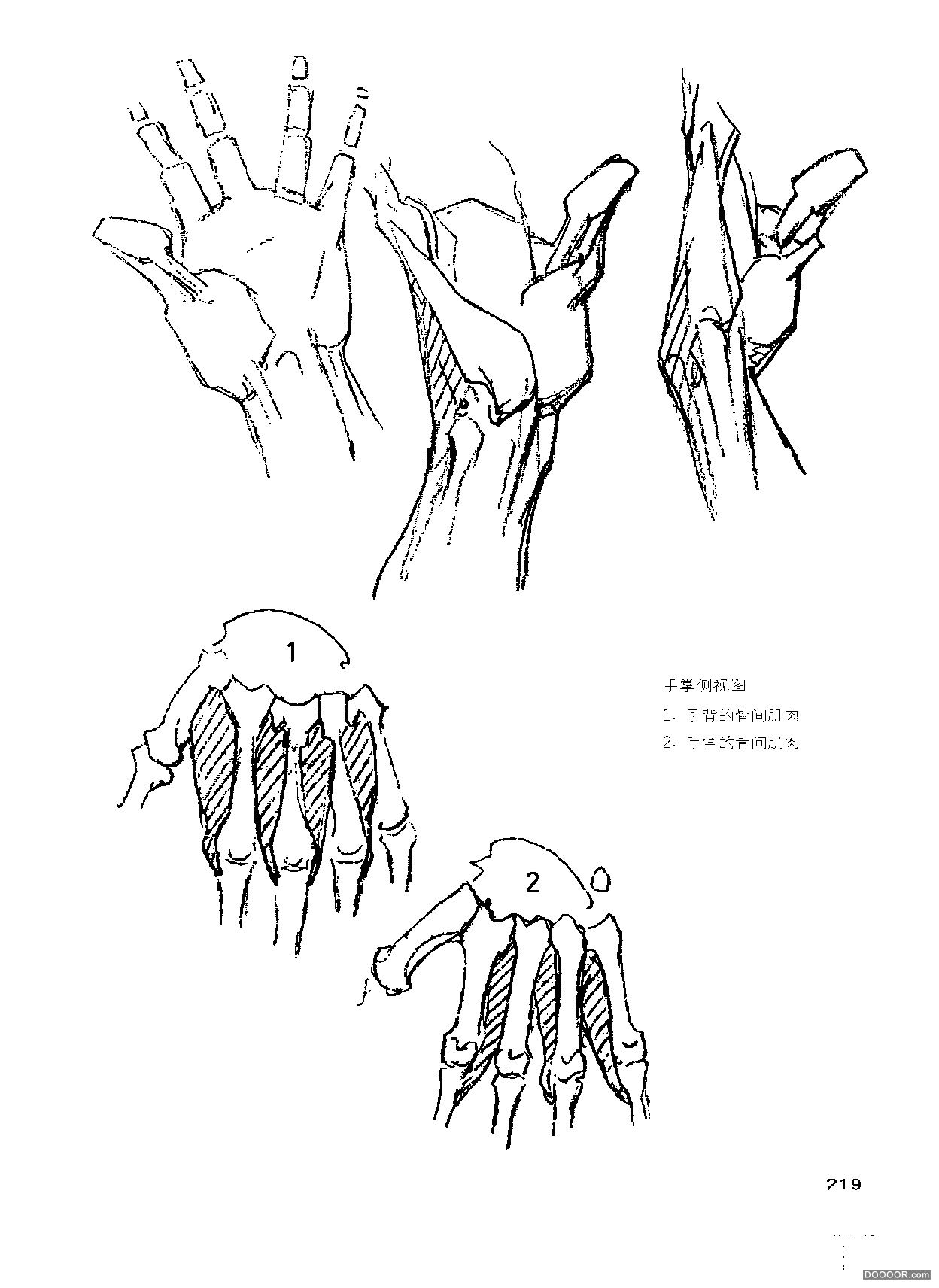 伯里曼人体结构绘画 (223).jpg