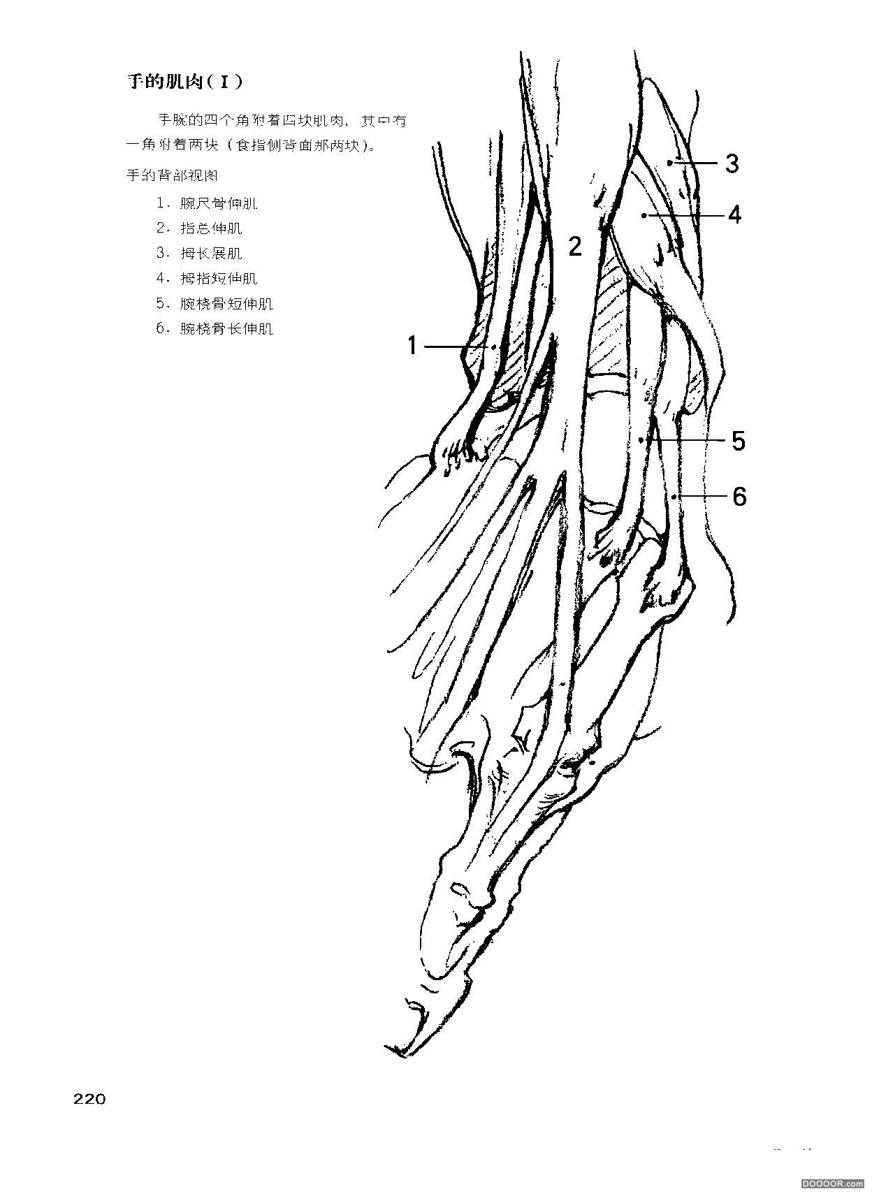 伯里曼人体结构绘画 (224).jpg