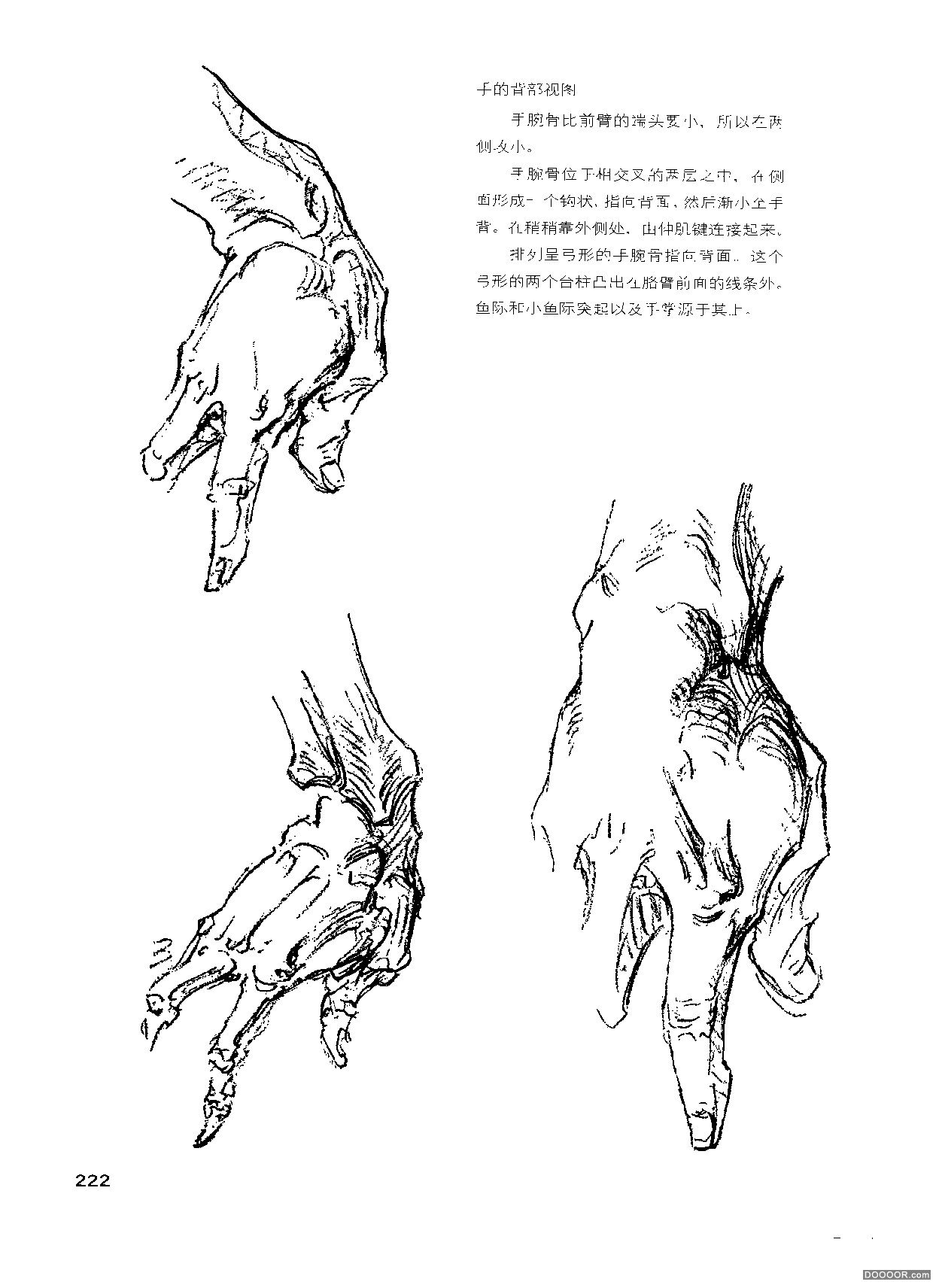 伯里曼人体结构绘画 (226).jpg