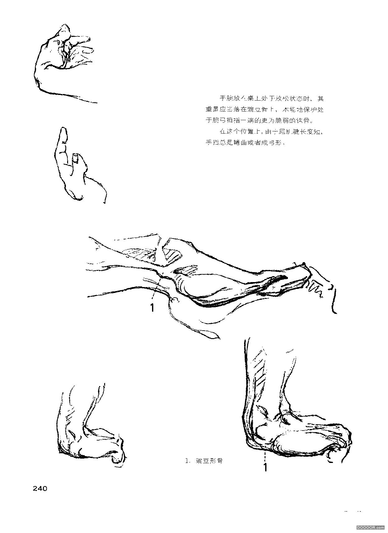 伯里曼人体结构绘画 (244).jpg