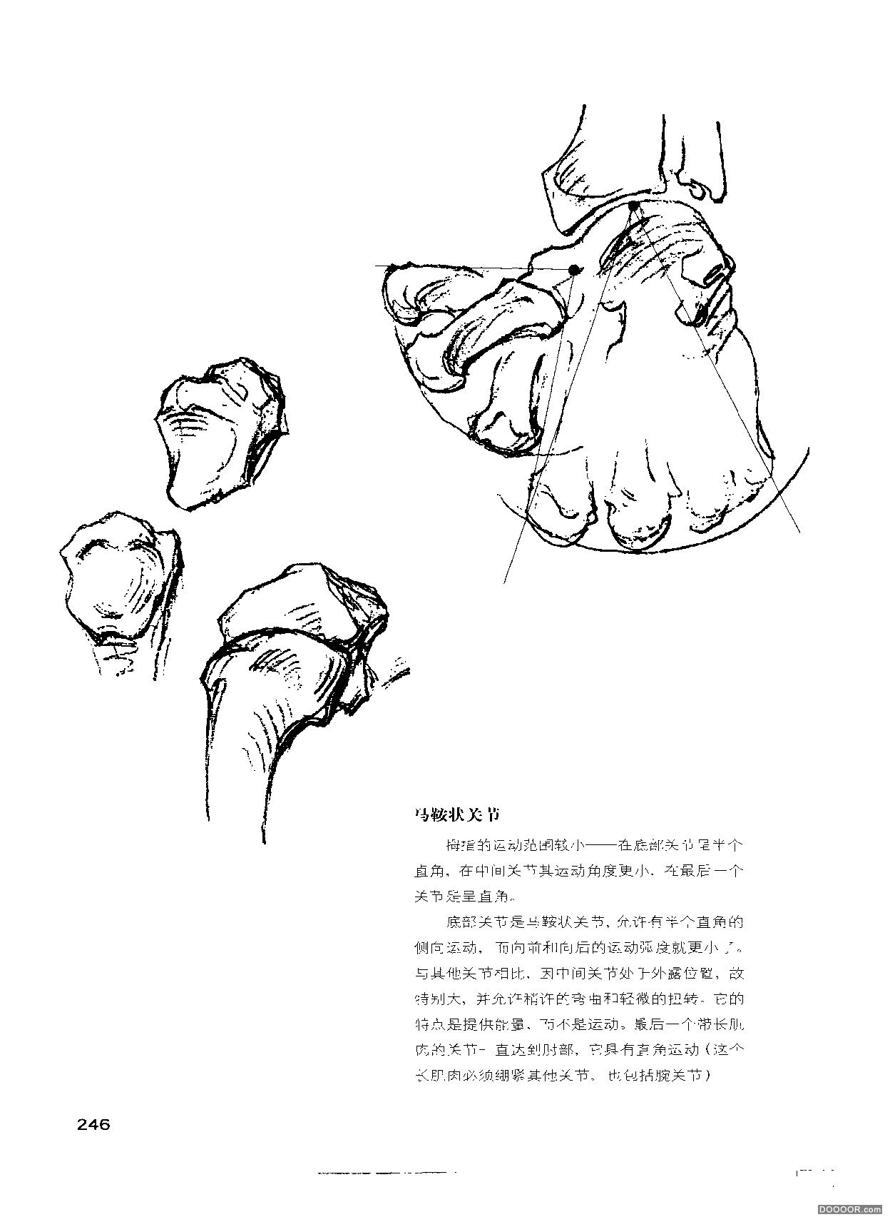 伯里曼人体结构绘画 (250).jpg