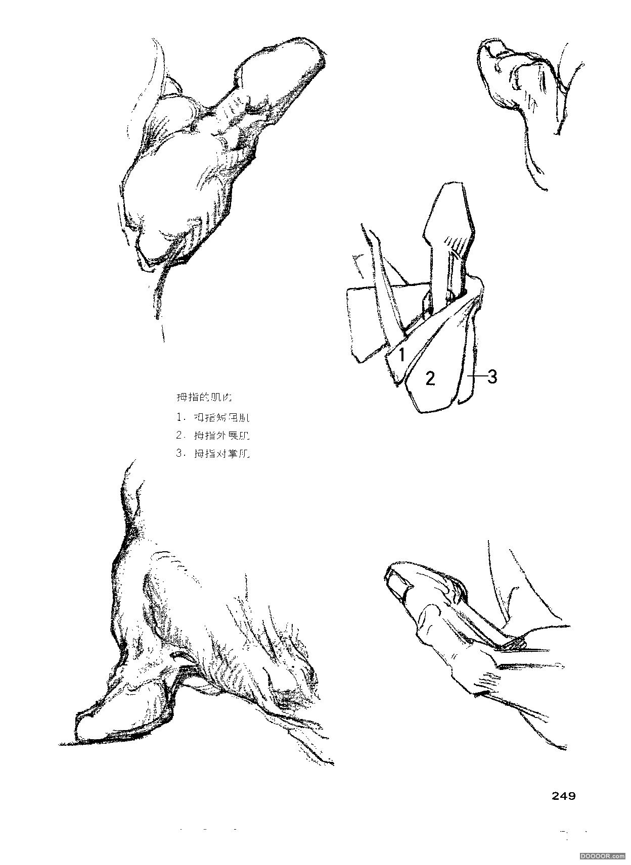 伯里曼人体结构绘画 (253).jpg