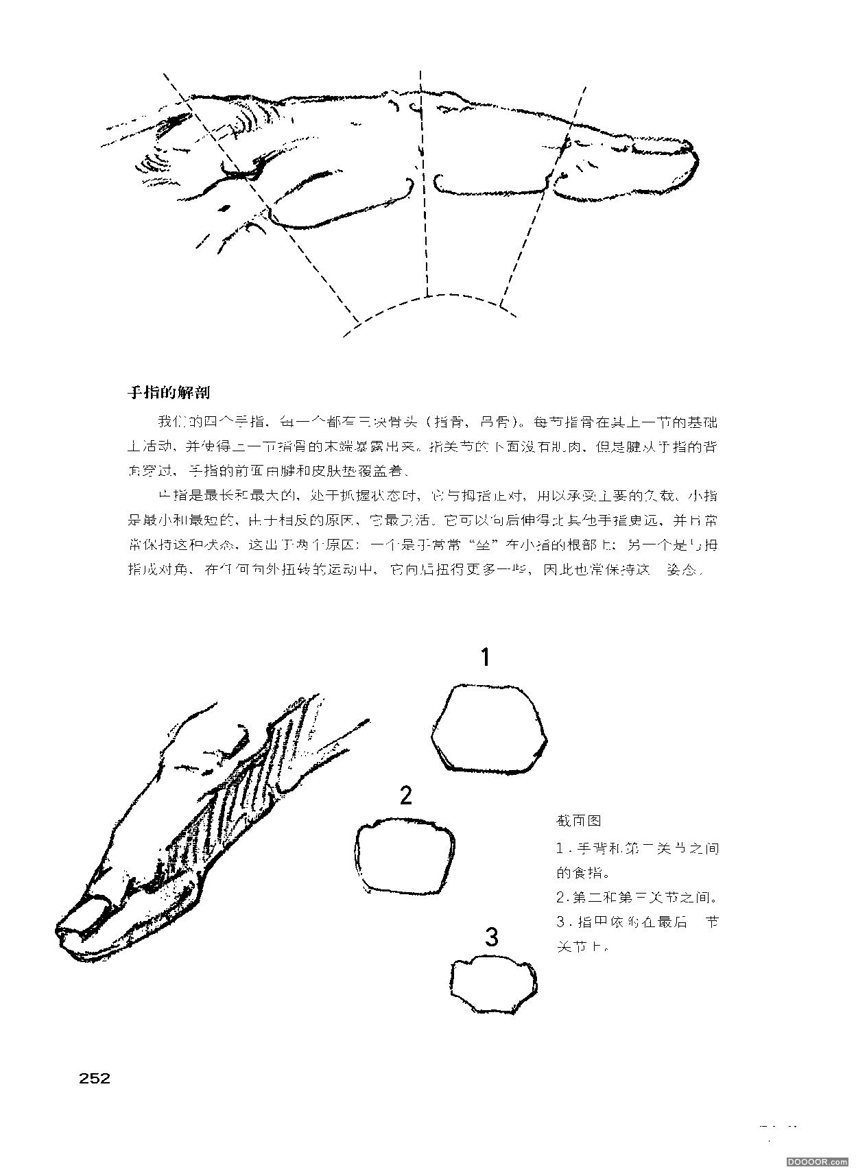 伯里曼人体结构绘画 (256).jpg