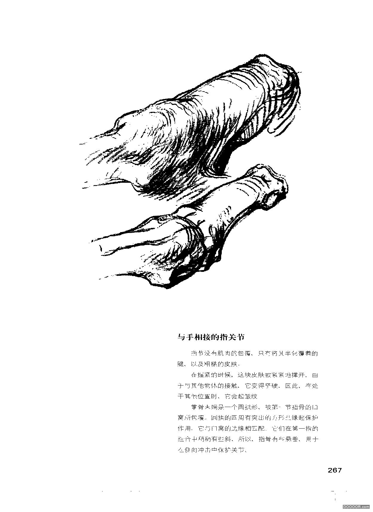 伯里曼人体结构绘画 (271).jpg