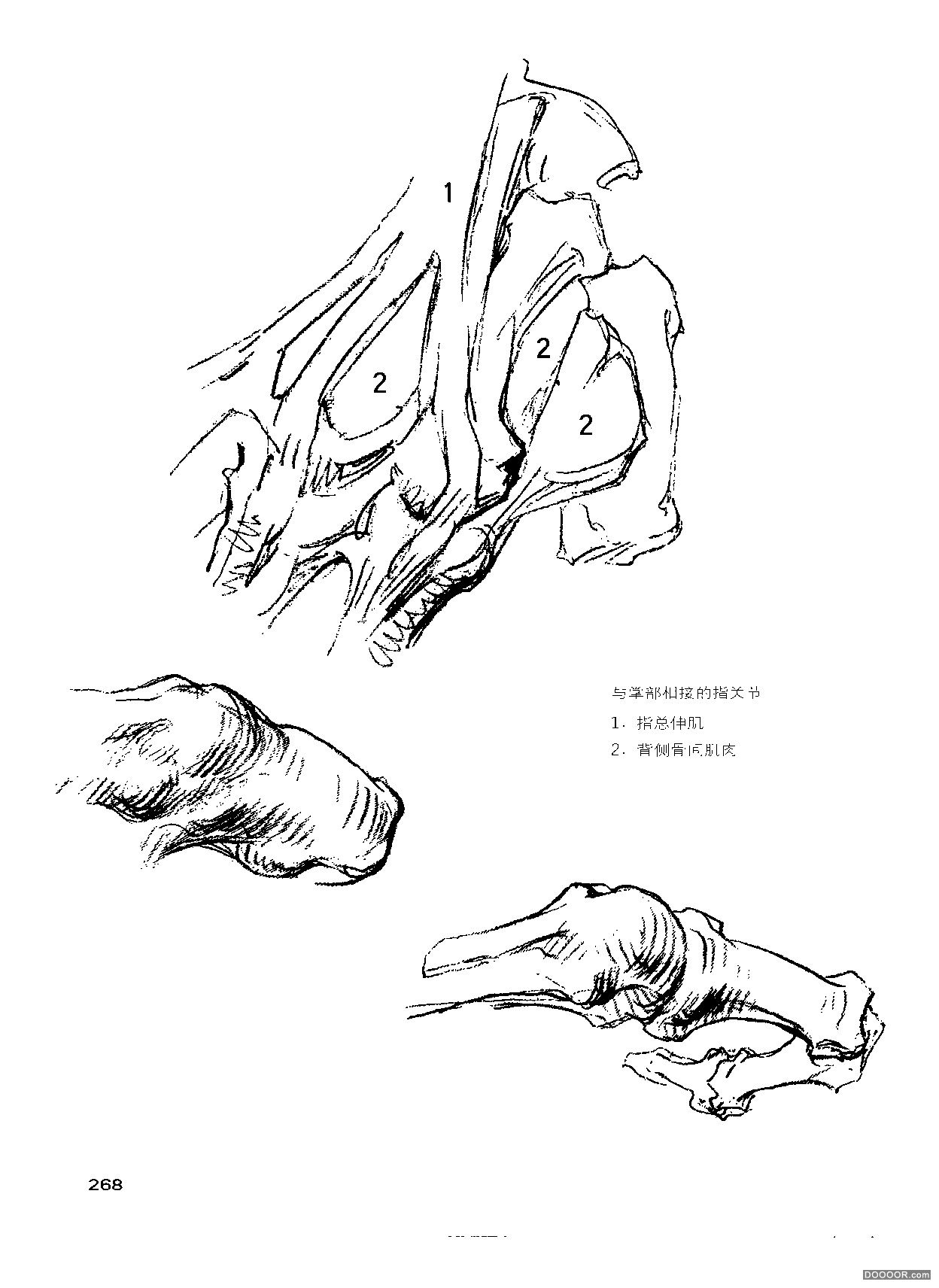 伯里曼人体结构绘画 (272).jpg