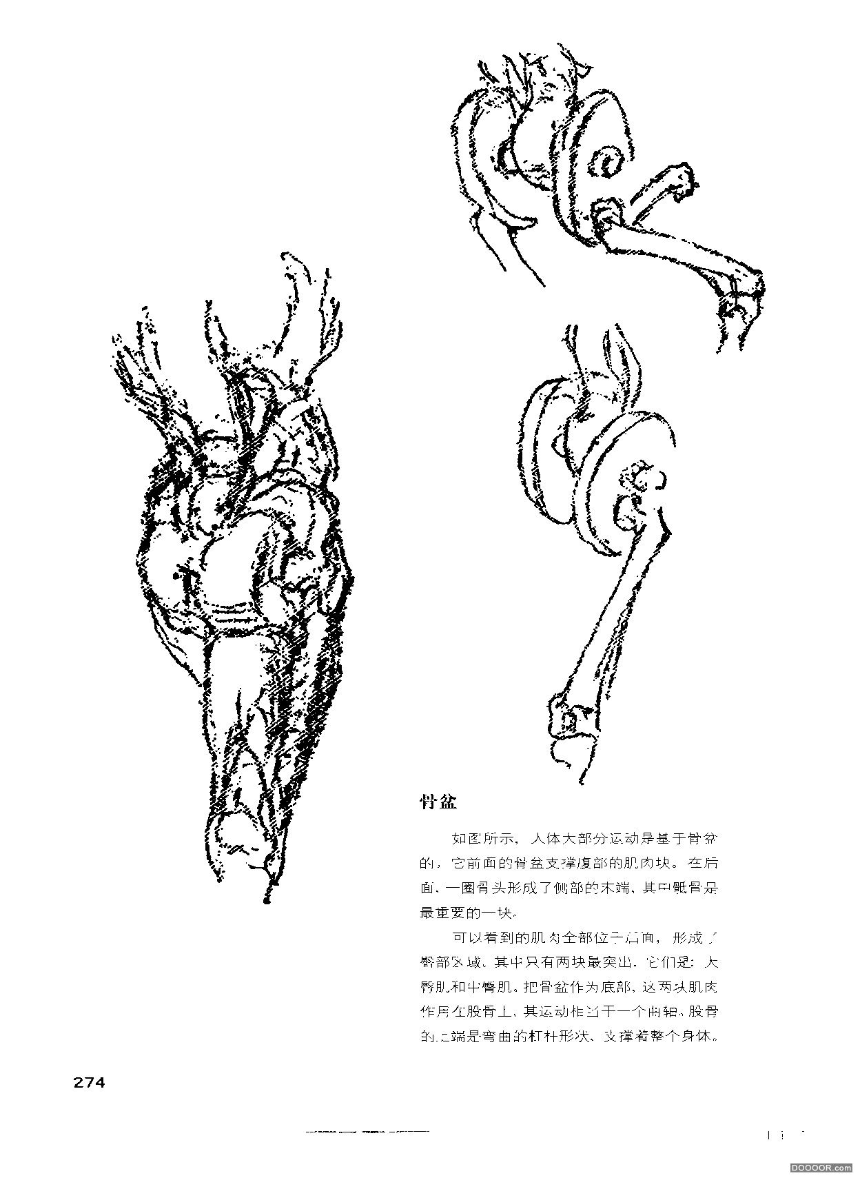 伯里曼人体结构绘画 (278).jpg