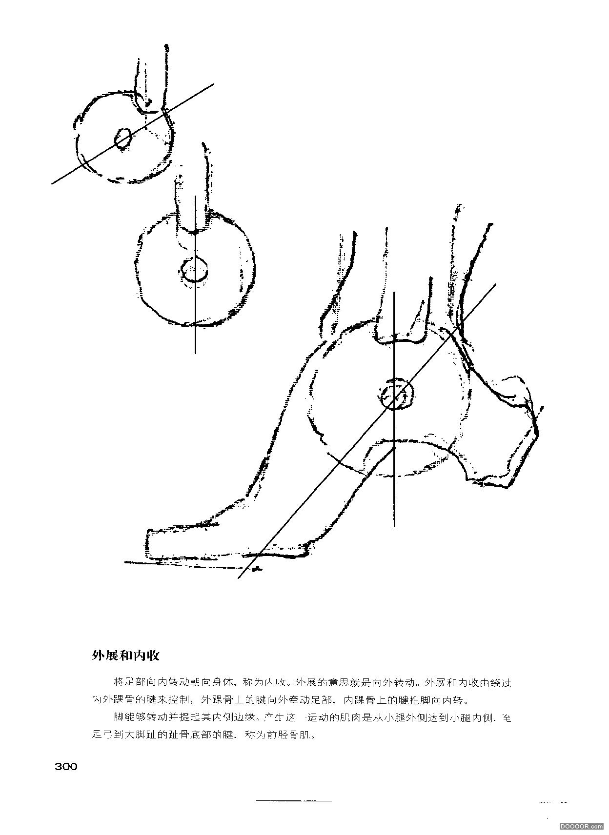 伯里曼人体结构绘画 (303).jpg