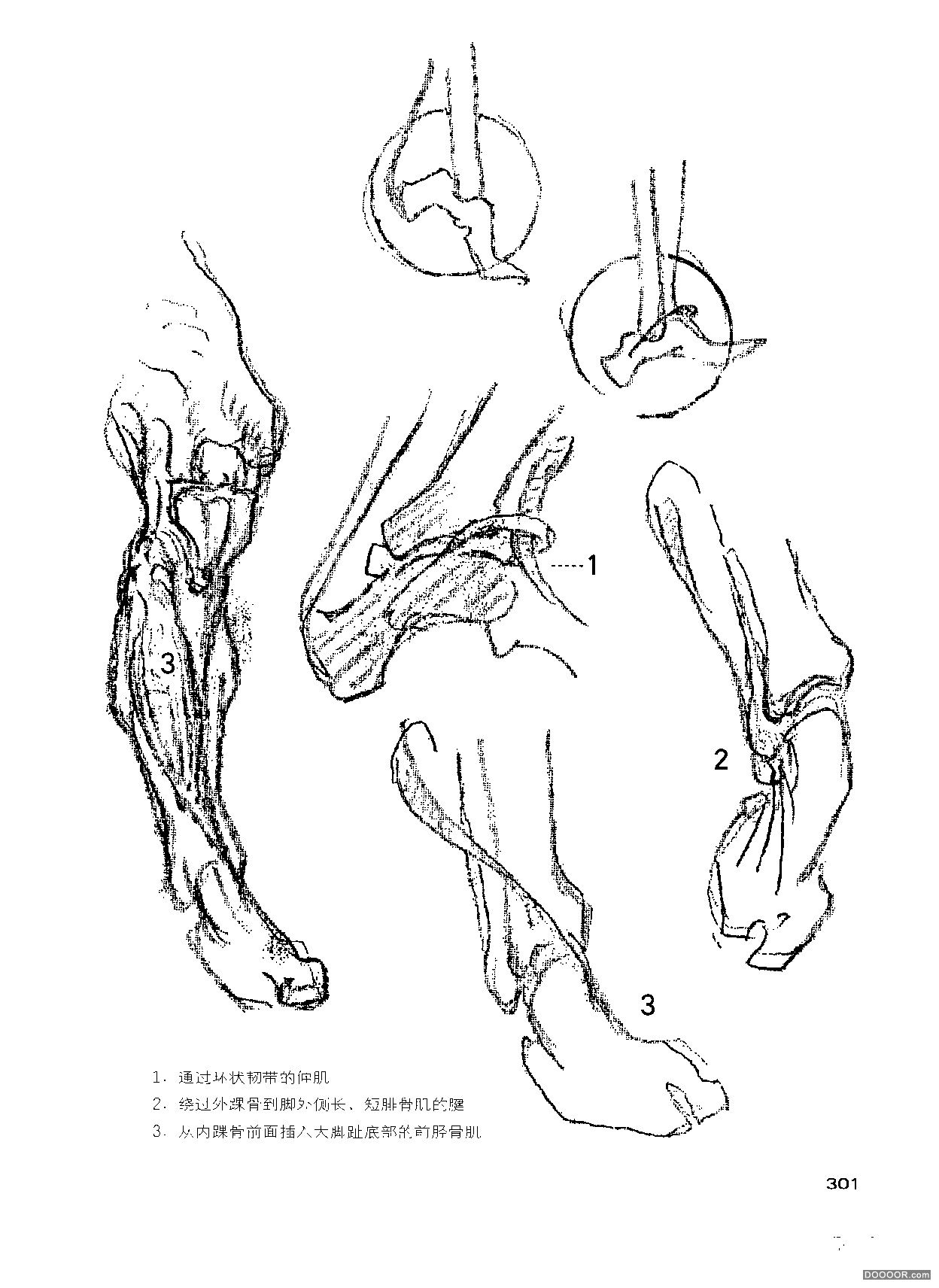 伯裡曼人體結構繪畫教學電子掃描版[全書] 13/14