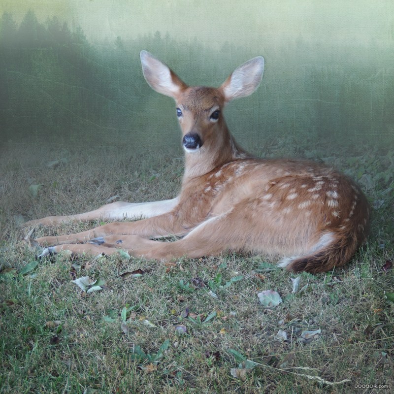 THE LIFE OF DEER-Sally Banfill [20P] (10).jpg