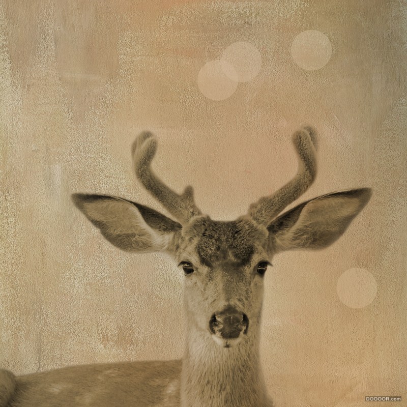 THE LIFE OF DEER-Sally Banfill [20P] (14).jpg