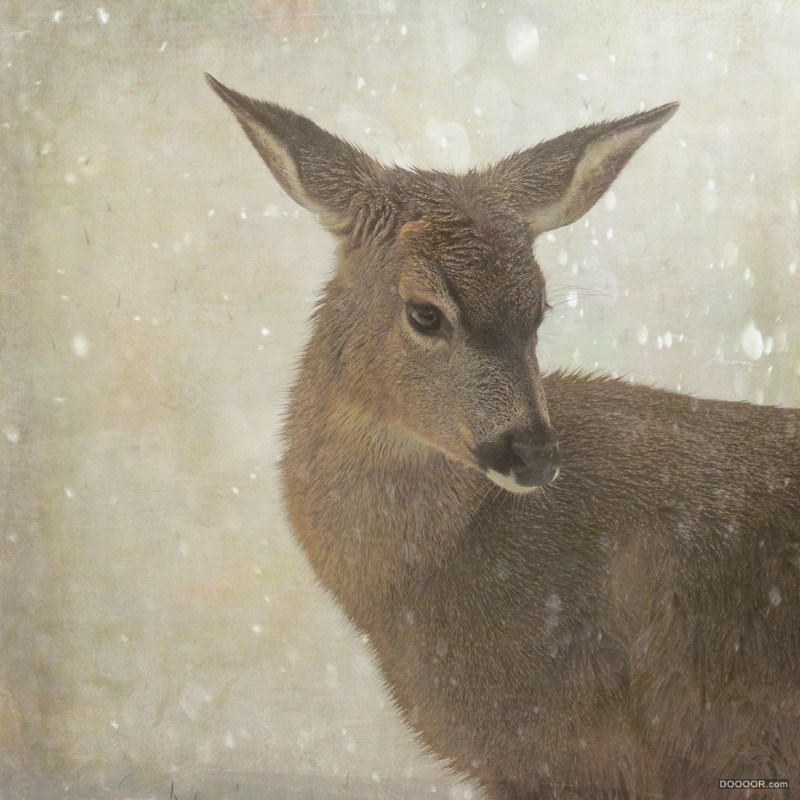 THE LIFE OF DEER-Sally Banfill [20P] (18).jpg