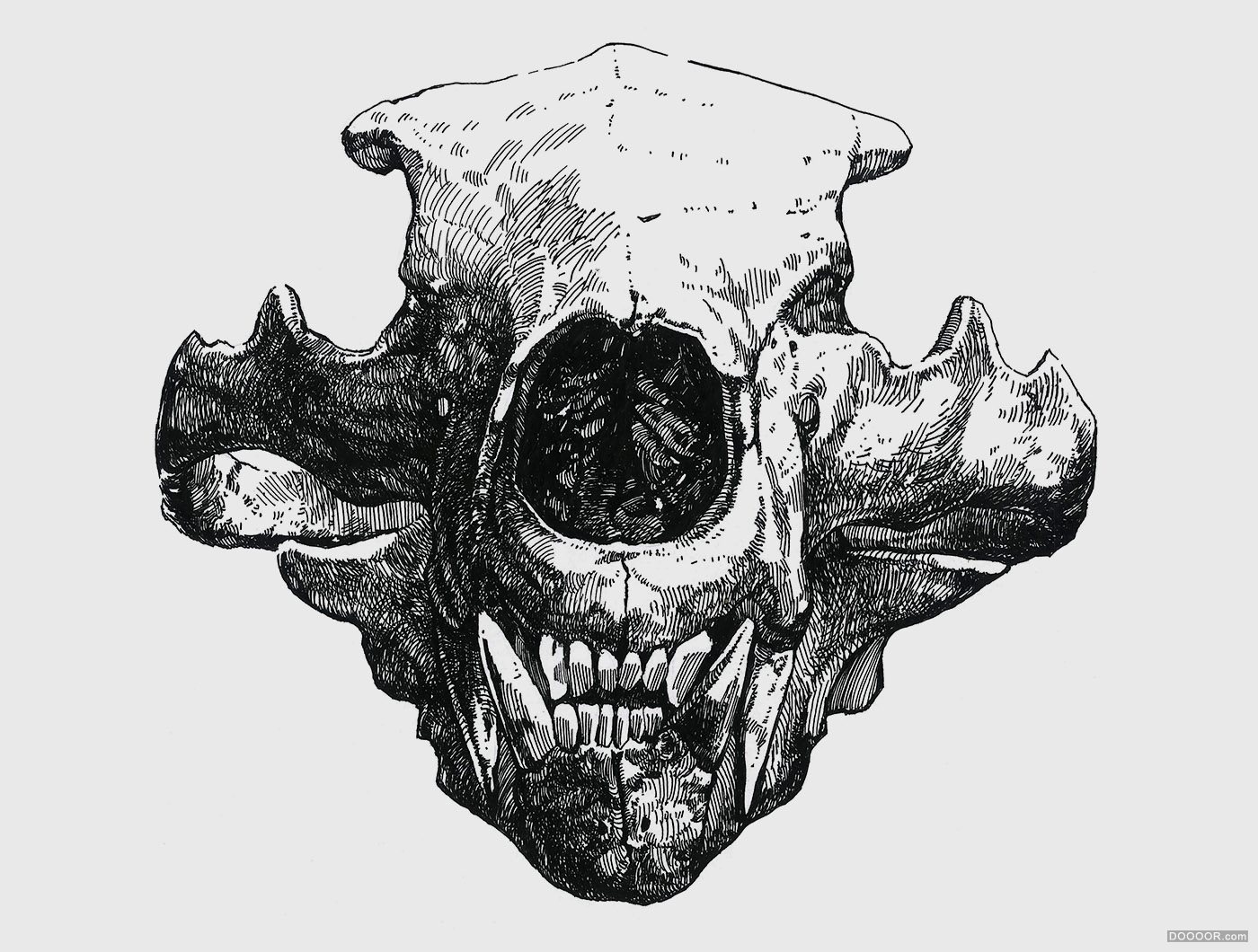 动物骷髅针管笔插画-Mikolaj Cielniak [35P] (14).jpg