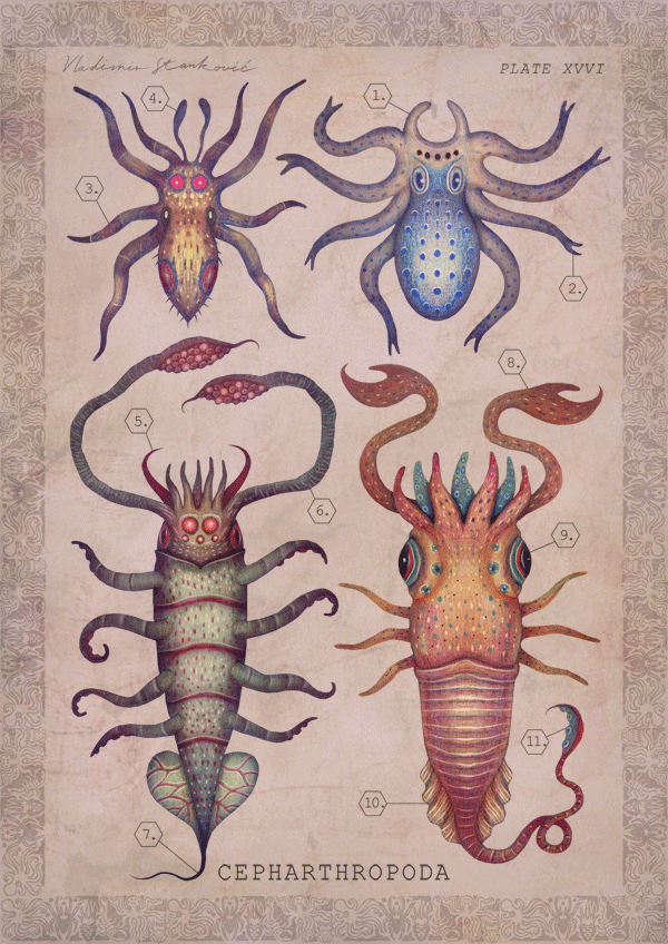 海底世界海洋生物插画 [15P]-VLADIMIR stankovic- (5).gif