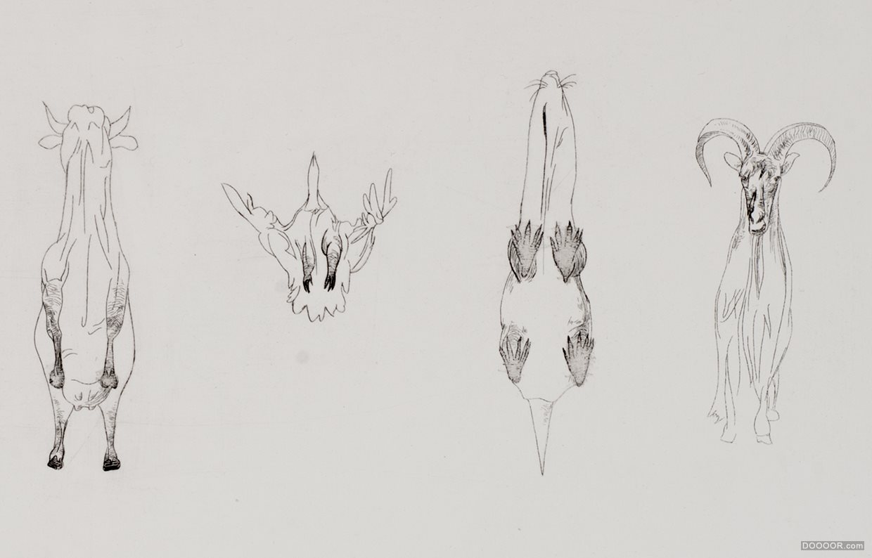 动物形态素描展示-Arkadiusz Jankowski [11P] (6).jpg