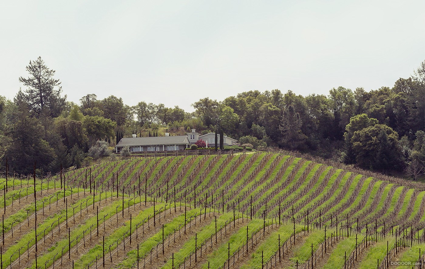 Whitehall Lane Winery白厅巷酒厂葡萄酒包装设计-Evan Tolleson [10P] (4).jpg