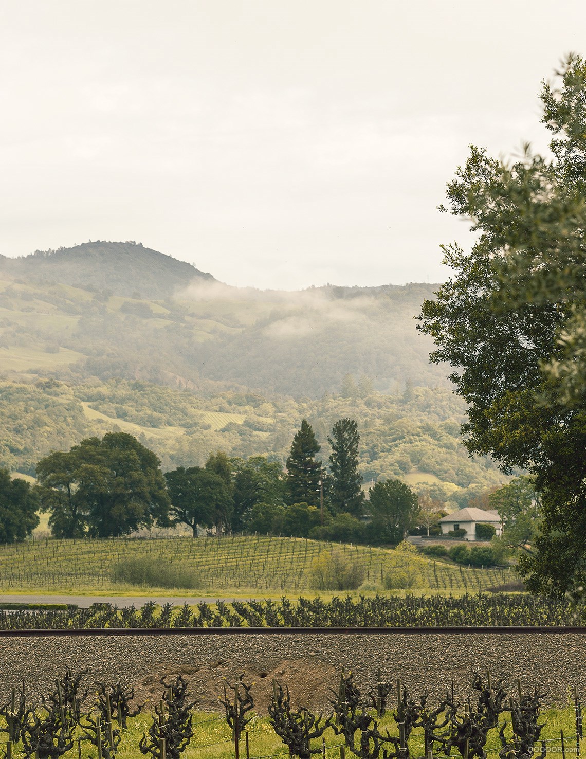 Whitehall Lane Winery白厅巷酒厂葡萄酒包装设计-Evan Tolleson [10P] (7).jpg