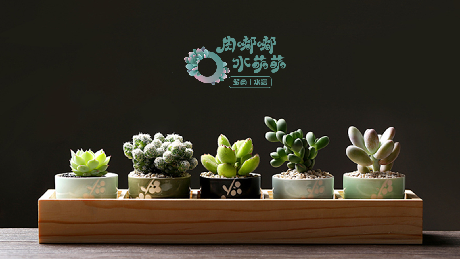 多肉植物标志设计和名片设计 (14).jpg
