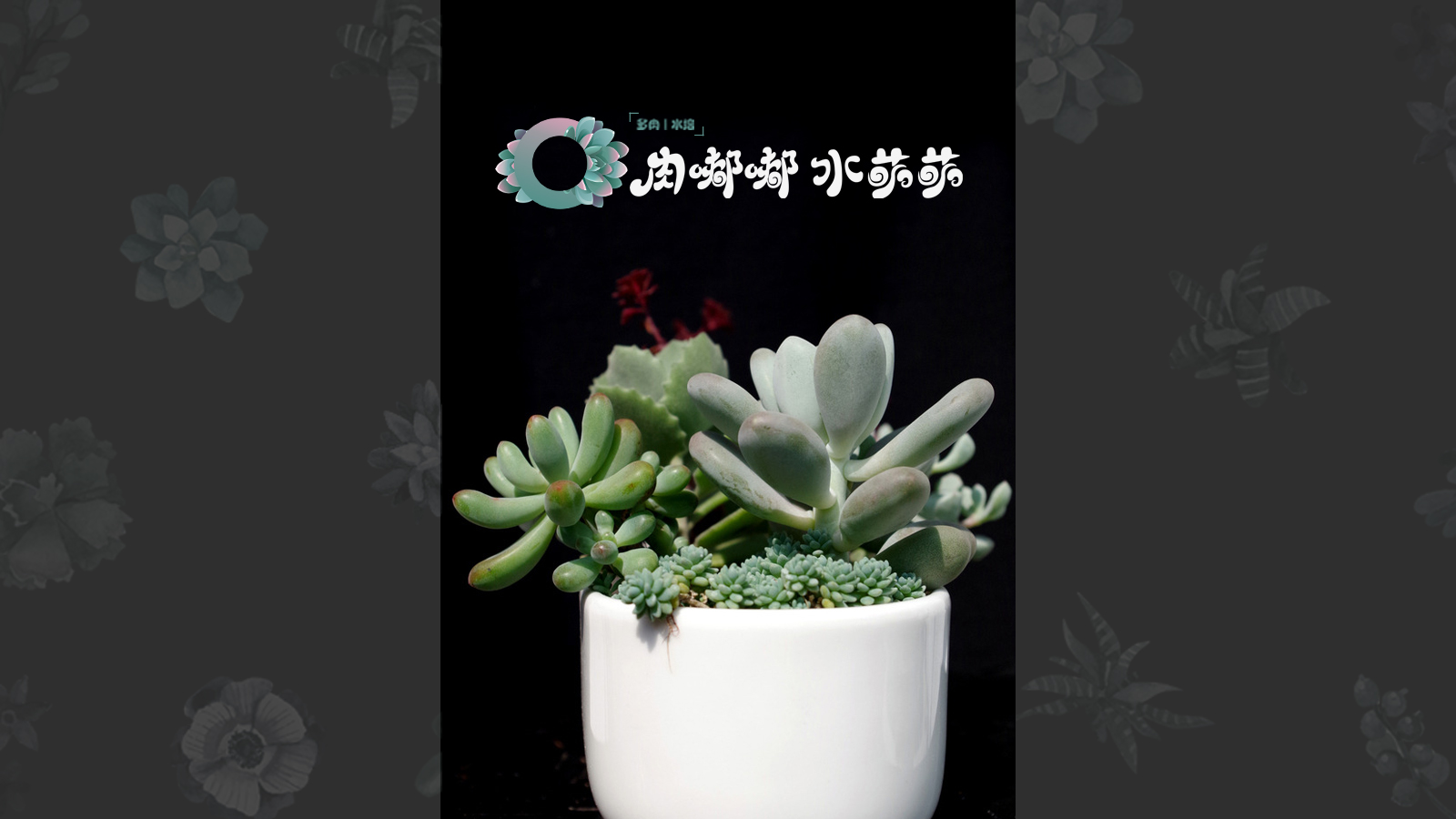多肉植物标志设计和名片设计 (17).jpg