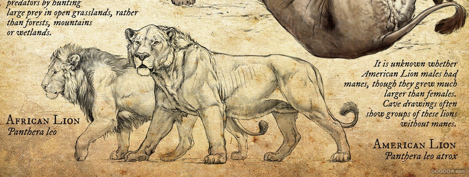 自然历史博物馆科普式动物插画-美国Beth Zaiken [26P] (6).jpg