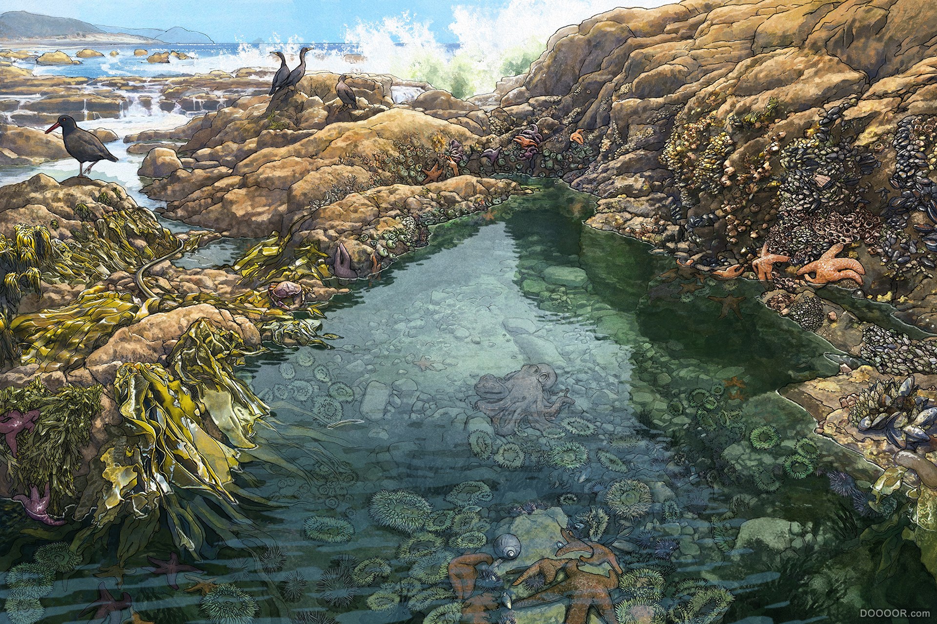 美国Beth Zaiken科普式野生动物插画 [51P] (12).jpg