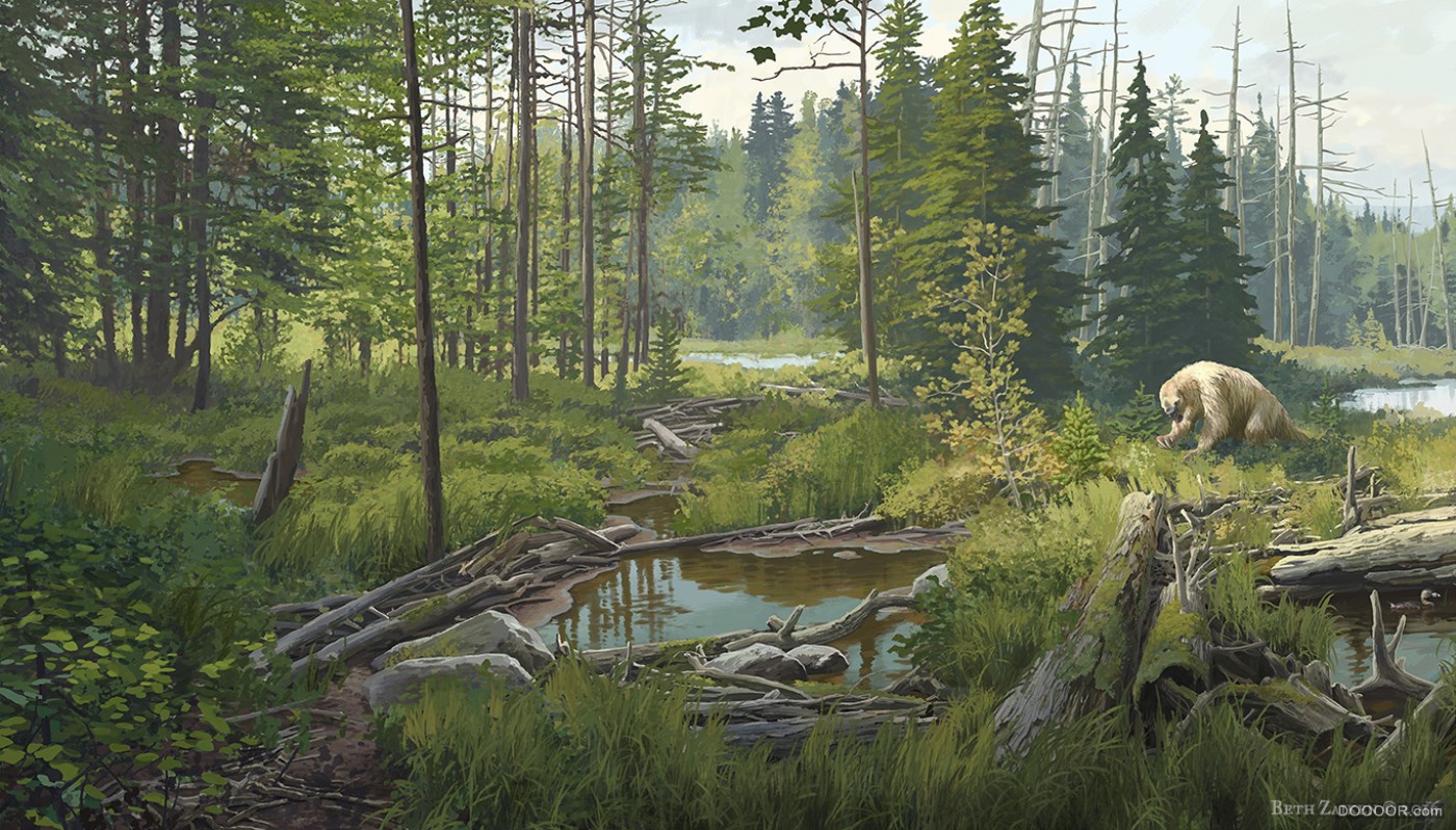 美国Beth Zaiken科普式野生动物插画 [51P] (19).jpg