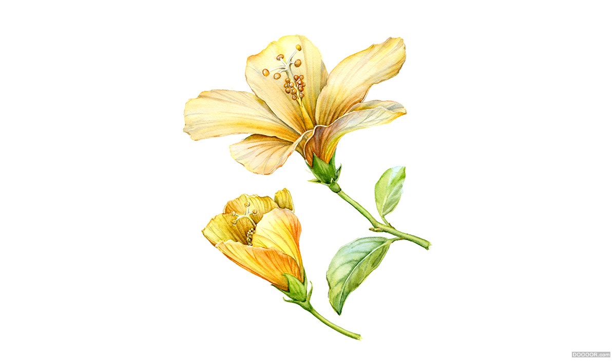 顶级鲜花美食水果手绘插画-挪威Kateryna Savchenko [46P] (14).jpg