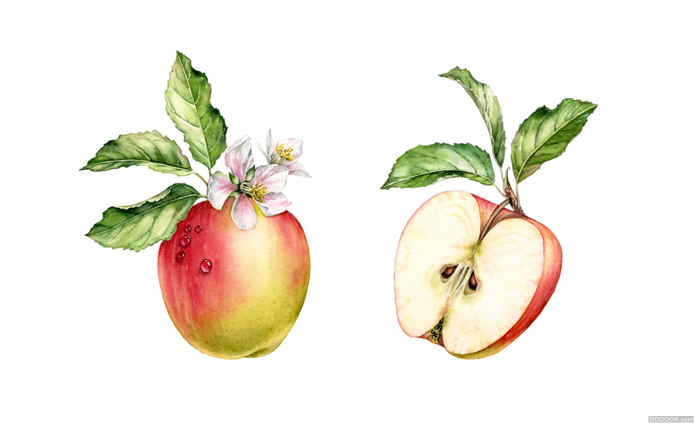 顶级鲜花美食水果手绘插画-挪威Kateryna Savchenko [46P] (21).jpg