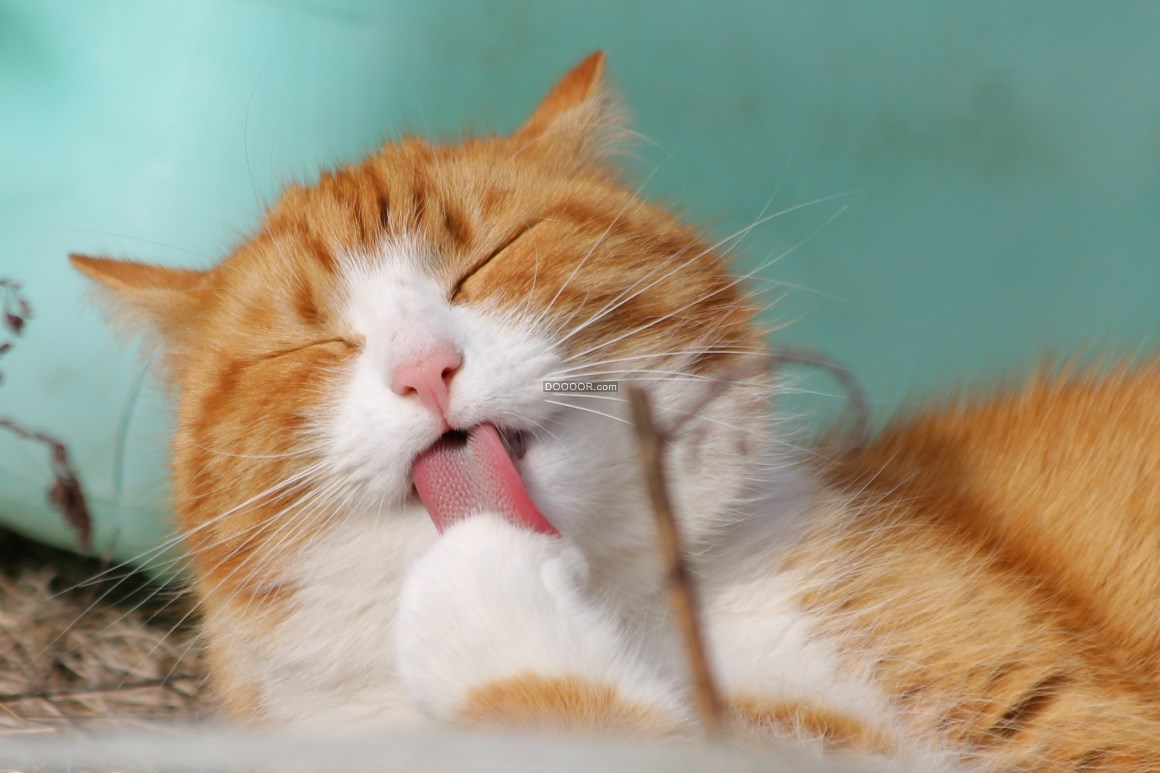 00101_卖萌眯眼的可爱小猫咪橘猫舔舌头.jpg