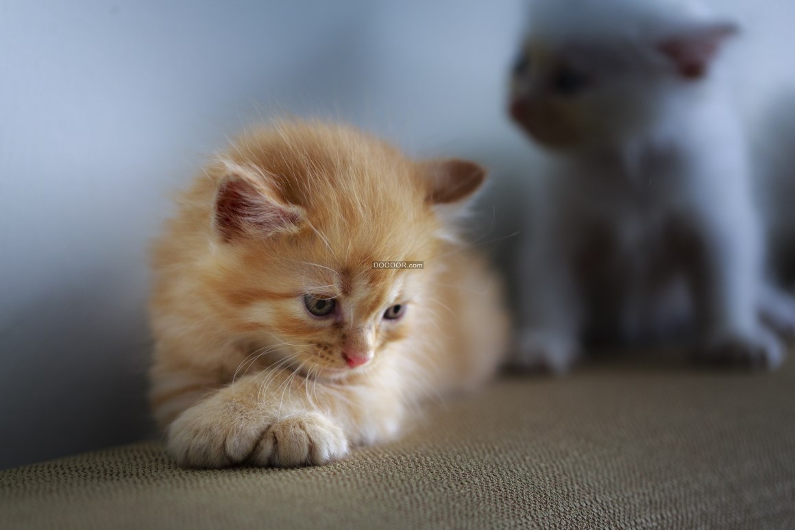 00103_金色小猫咪与同伴宠物的快乐时间.jpg