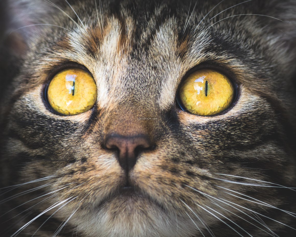 猫 眼睛 宠物 - Pixabay上的免费照片 - Pixabay