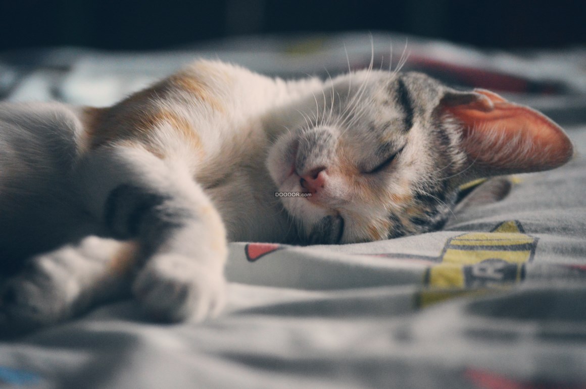 Free Images : cute, pet, portrait, sleeping, feline, tabby, nap ...