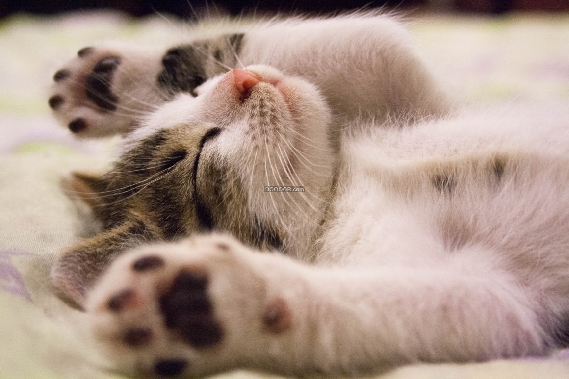 00303_摄影师镜头下慵懒可爱的猫.jpg