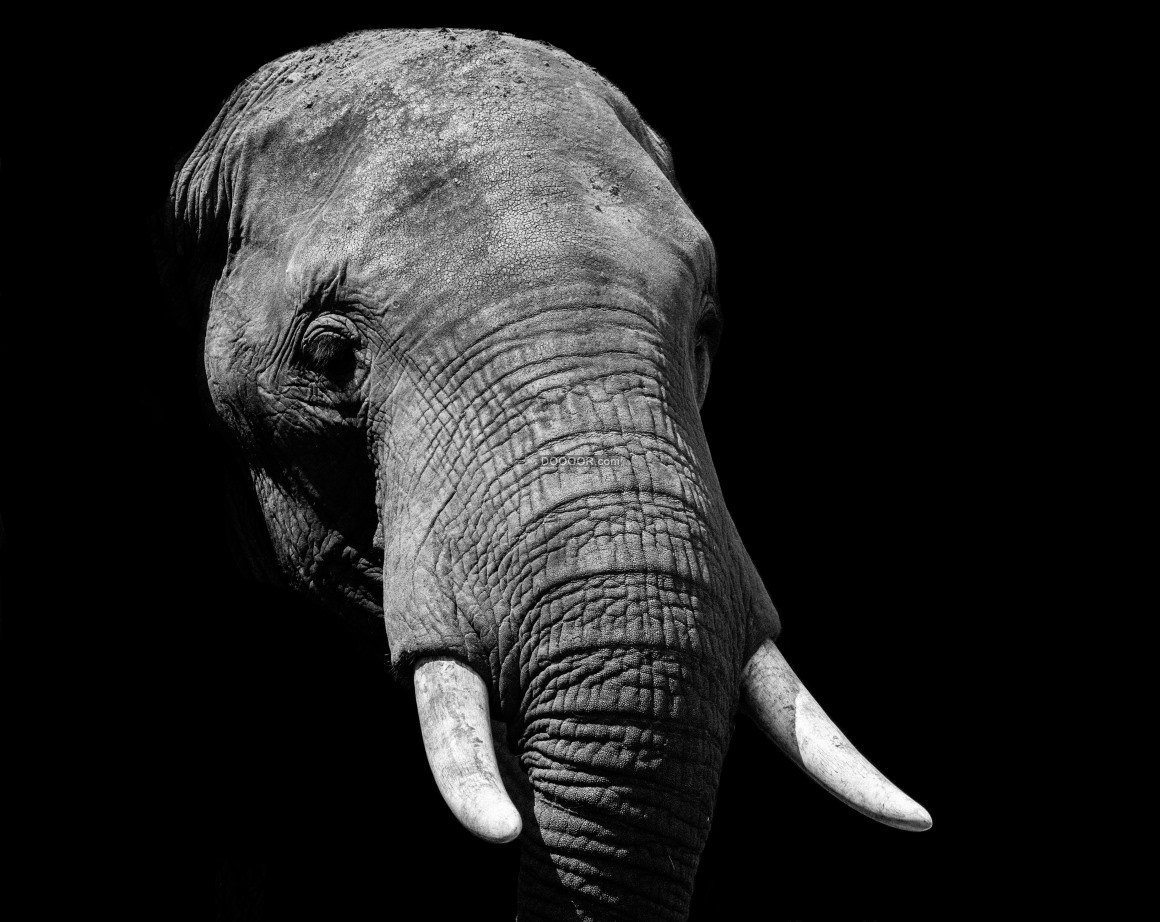 大象摄影图__野生动物_生物世界_摄影图库_昵图网nipic.com