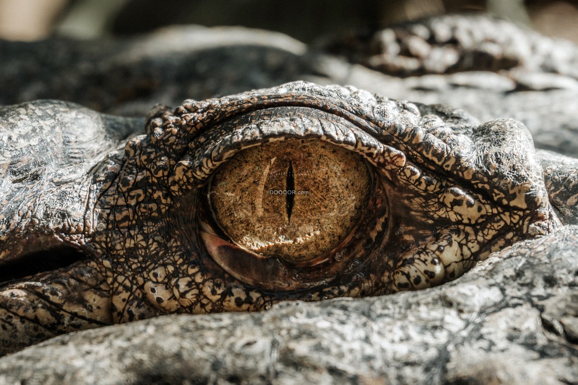 高清镜头拍摄下鳄鱼褐色的眼睛眯成一条缝