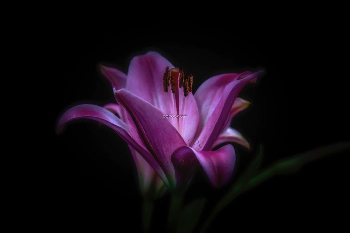 00950_高清镜头下几颗花蕊点缀着一朵绽放的鲜花.jpg