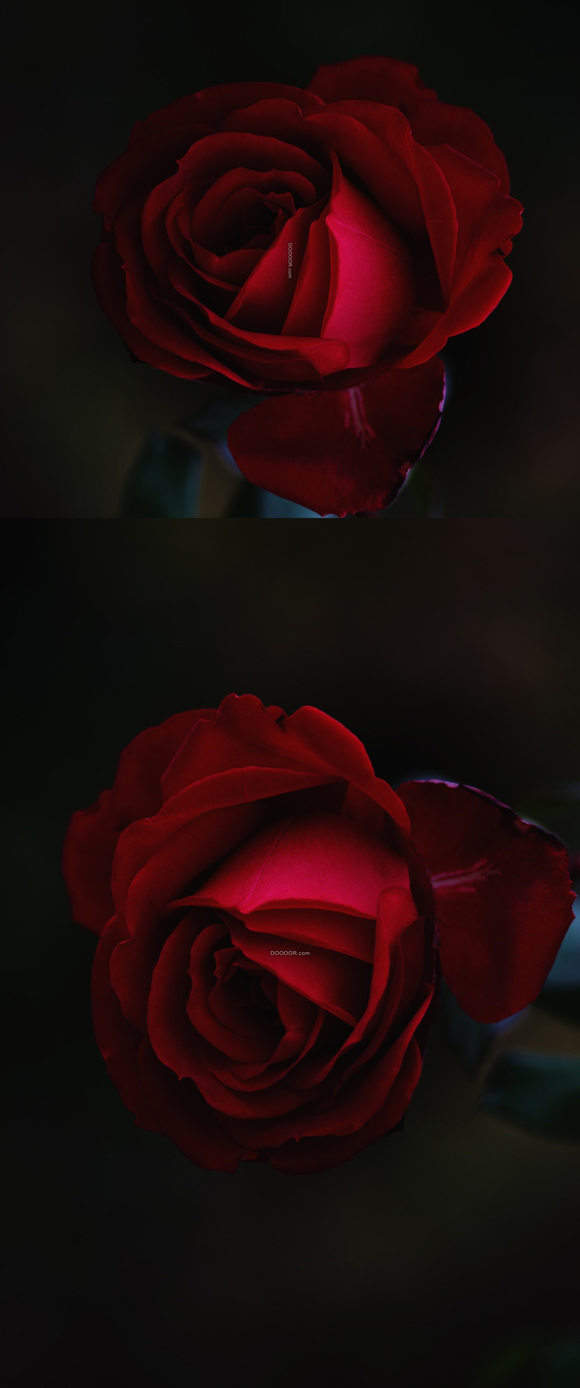 红色玫瑰花鲜花特写图片素材免费下载_觅知网